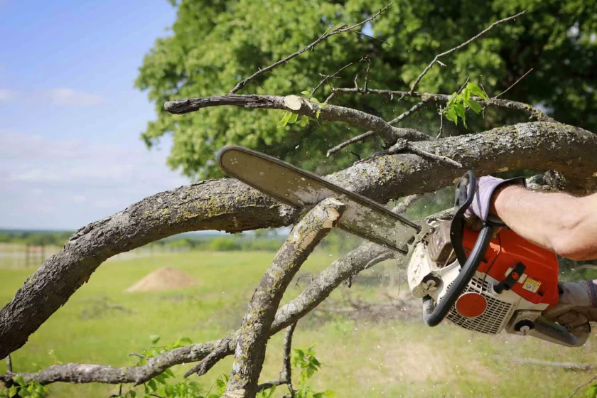 Tree Cutting Services